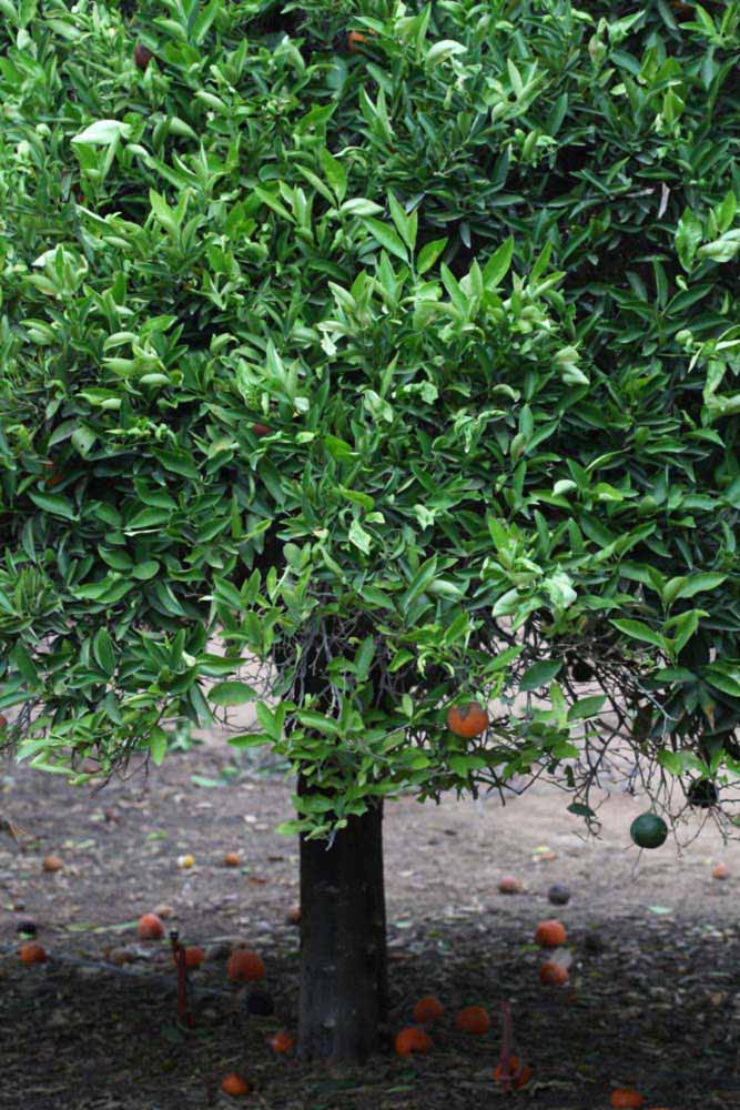            Habit (Riverside, CA)   